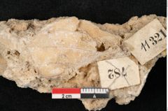 Foto (Detailansicht) von Fagus silvatica L. (NHMW-GEO-2024-0188-11321)